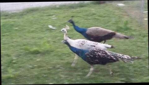 Pfau