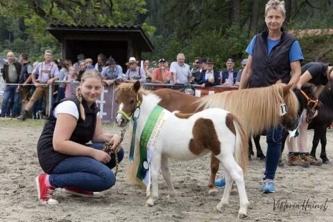 Mini-Shetlandpony-Stutfohlen