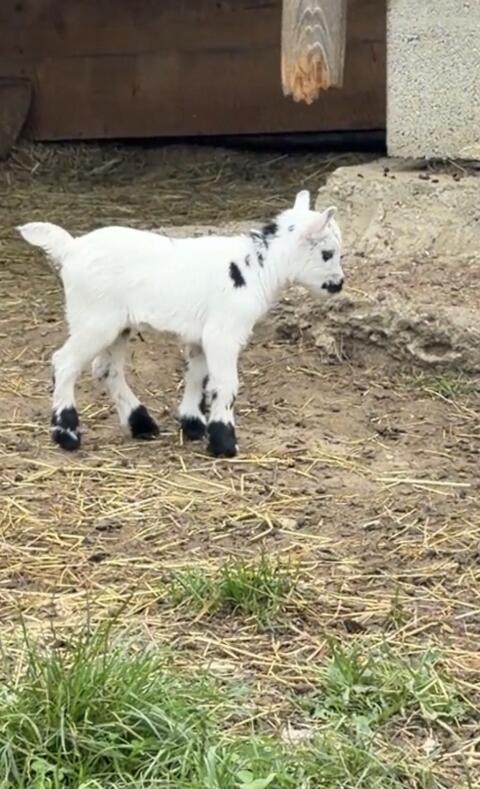 Mini-Zwergziegen