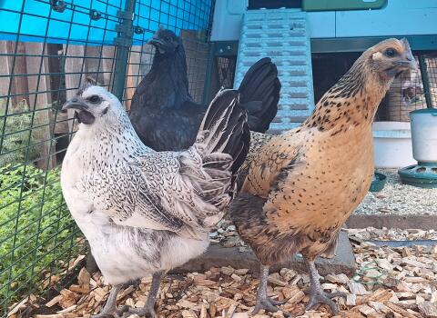 Ayam Cemani und Dongxiang Lukedanji