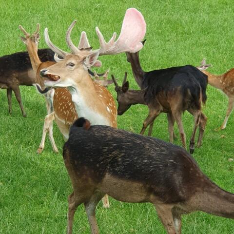 Kapitaler Damhirsch, handzahm, abzugeben