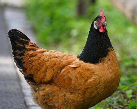 Rassegeflügel, Geflügel, Vorwerk Hennen, Hühner