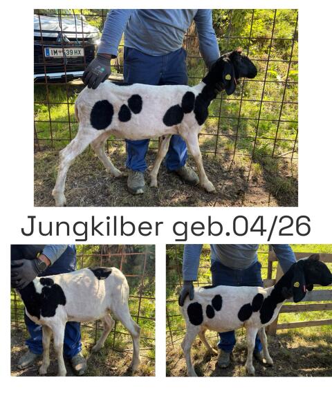 Jungkilber