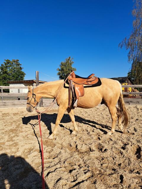 Quarter Horse Wallach Sweet Valentine