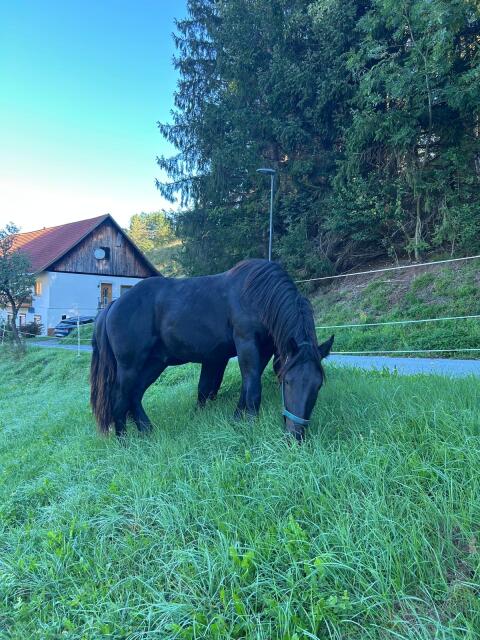 Noriker Hengstjährling „Monarch“ sucht ein neues Zuhause