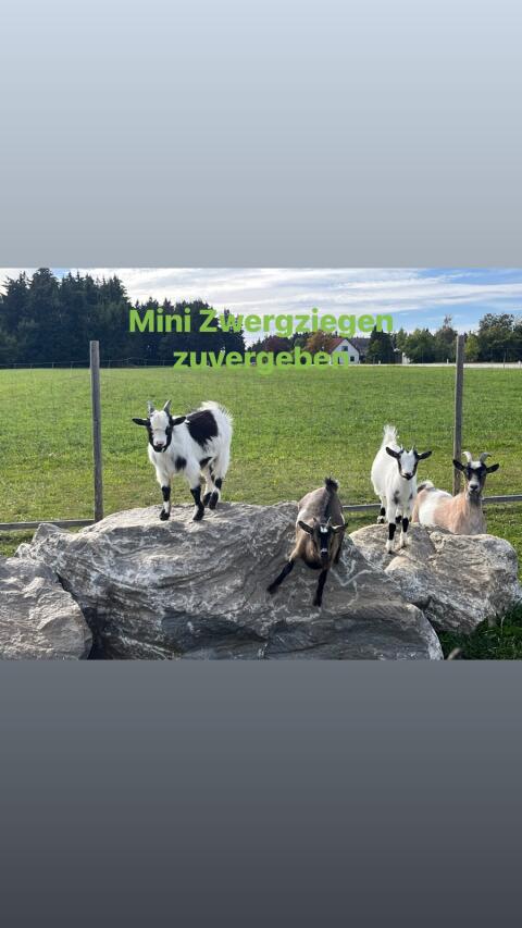 Mini-Zwergziegen