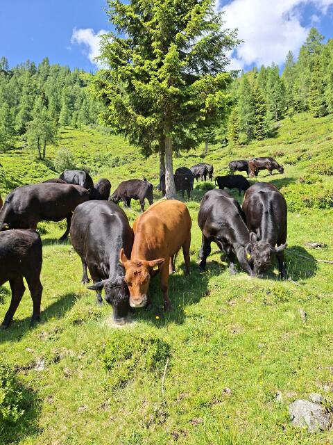 Bio Angus