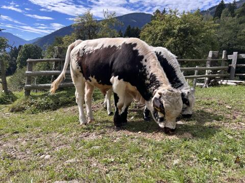 Pustertaler Sprinzen Stierkalb