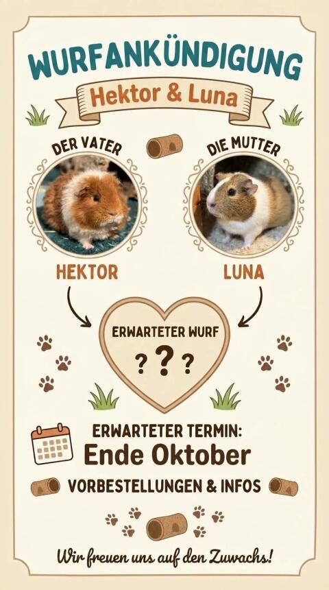 Meerschweinchen