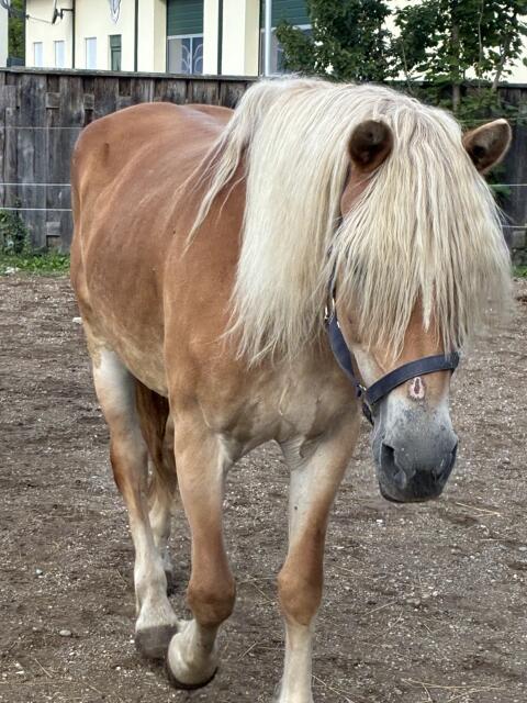 Haflinger-Stute Kinder, Therapie