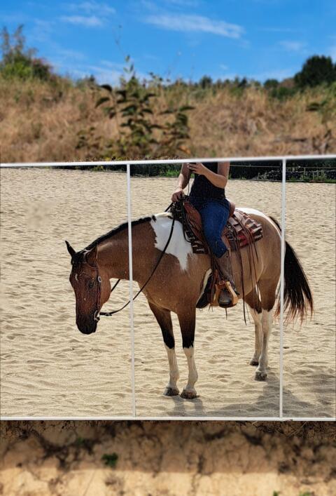 Joey, hübscher Paint Horse Wallach