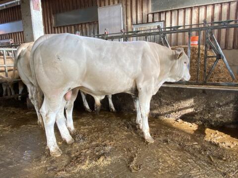 Blonde d’Aquitaine Zuchtstiere