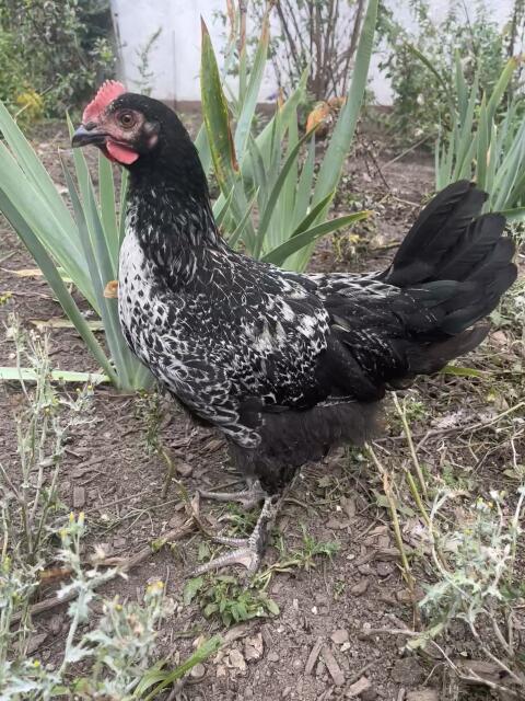 Mix-Hahn, Marans, Hahn, Huhn, Henne, Hühner, Küken