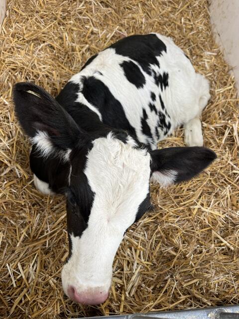 Verkaufe 2 weibliche Holstein-Zuchtkälber