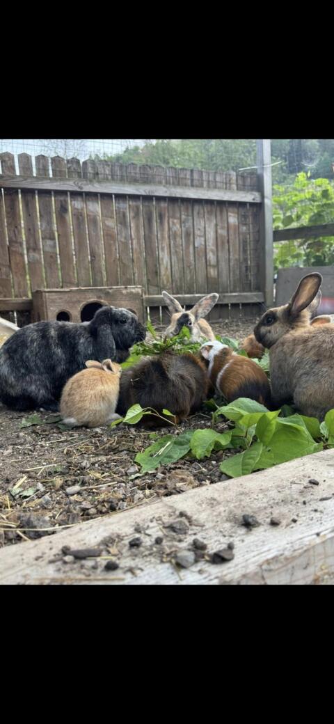 Meerschweinchen