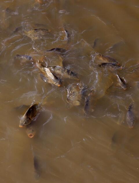 Besatzfische, Karpfen zwischen 0,20 bis 0,60 dag.