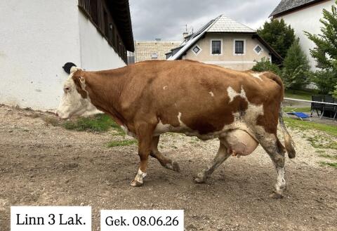 Bio Fleckviehkuh