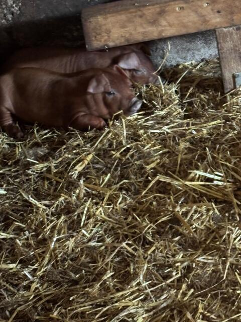 Duroc-Ferkel