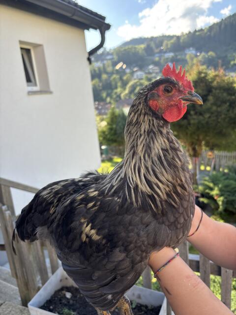 Silberudds blauer Hahn Callimero