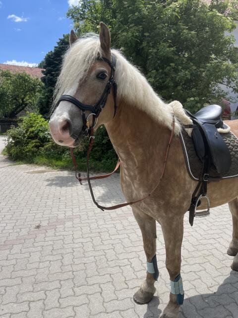 Haflinger-Wallach