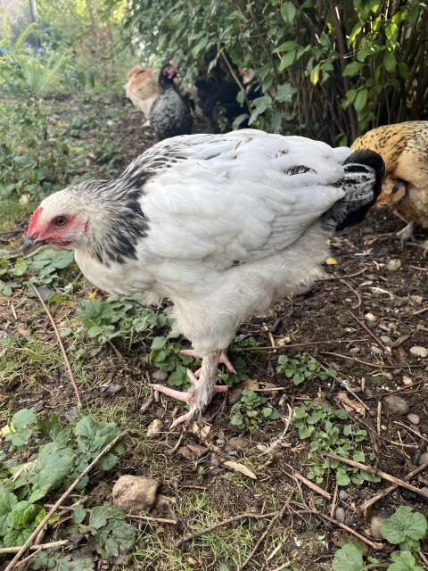 Mix-Hahn, Marans, Brahma, Hahn, Huhn, Henne, Hühner, Küken