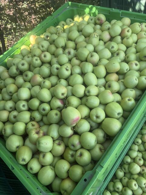 Pressäpfel, saftreife Fruchtsaftäpfel, Golden Delicious