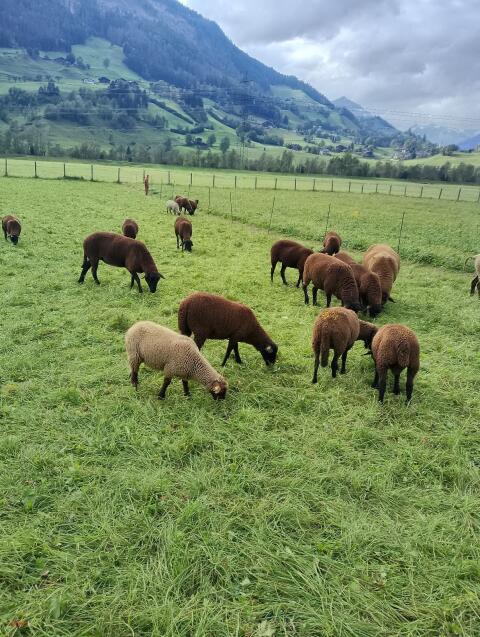 Jura-Schafe