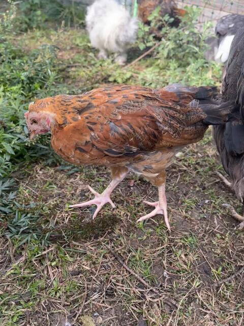 Mix-Hahn, Appenzeller, Blumenhuhn, Hahn, Huhn, Henne, Küken