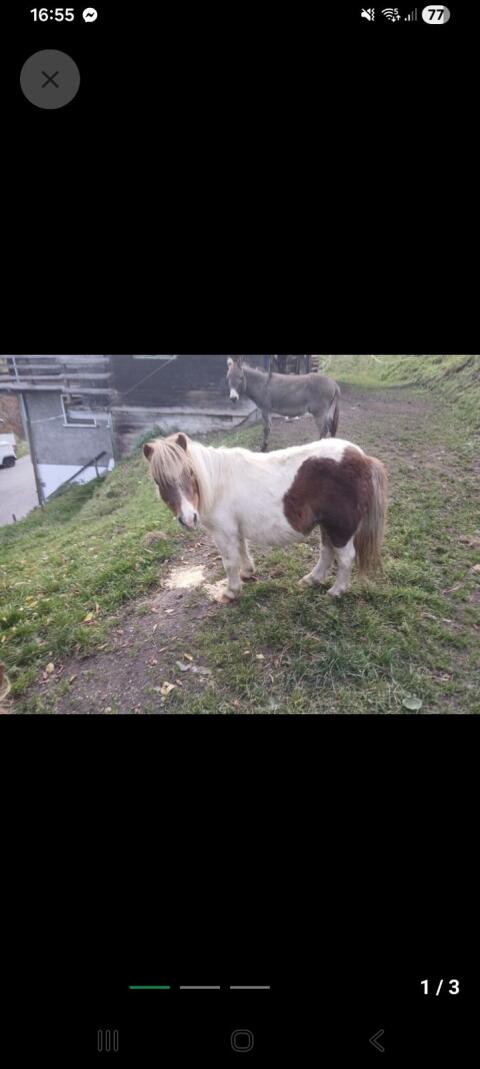 Pony-Stute