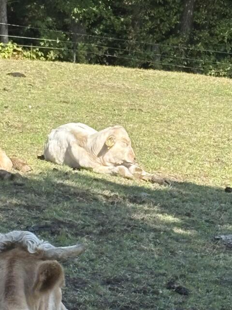 Charolais-Kalbinnen