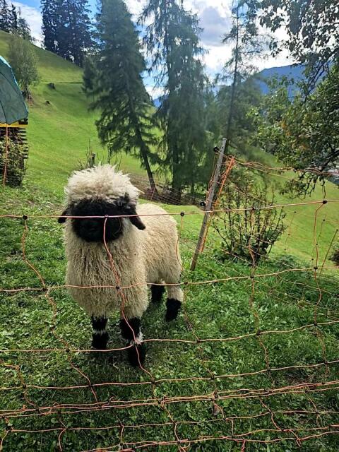 Walliser Schwarznasen-Widder