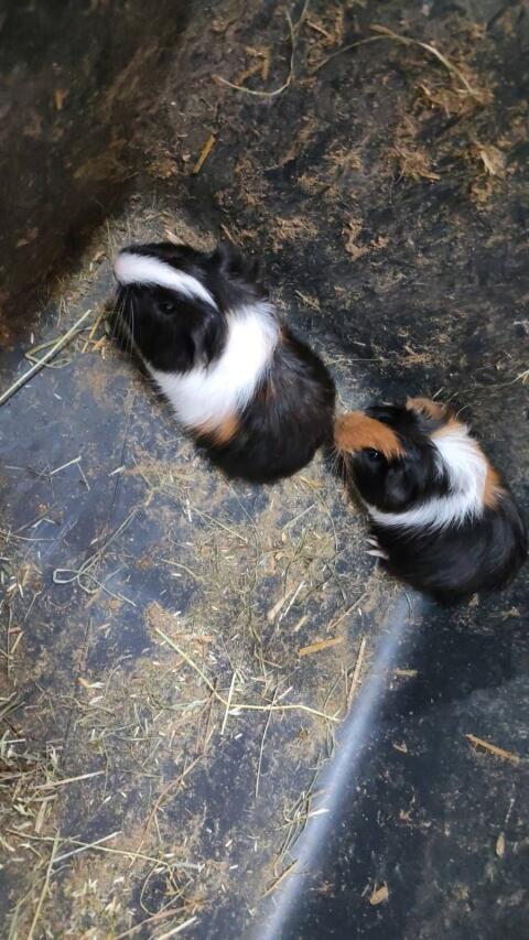 Meerschweinchen, männlich