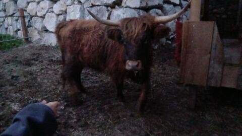 Mini Highland, Mini Hochland Mutterkuh