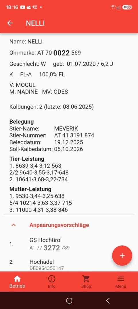 Verkaufe 3 hochträchtige Fleckvieh-Kühe