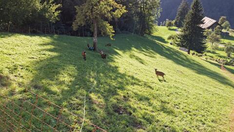 Gemsfarbige Gebirgsziege