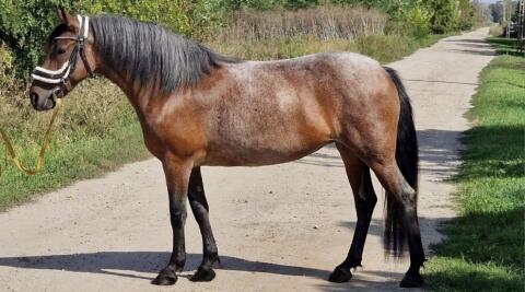 Kinderpony, Reitpony