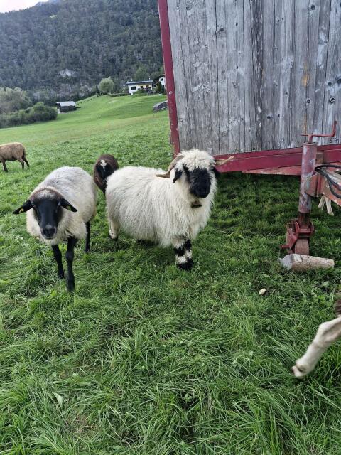 Walliser Schwarznasenschaf
