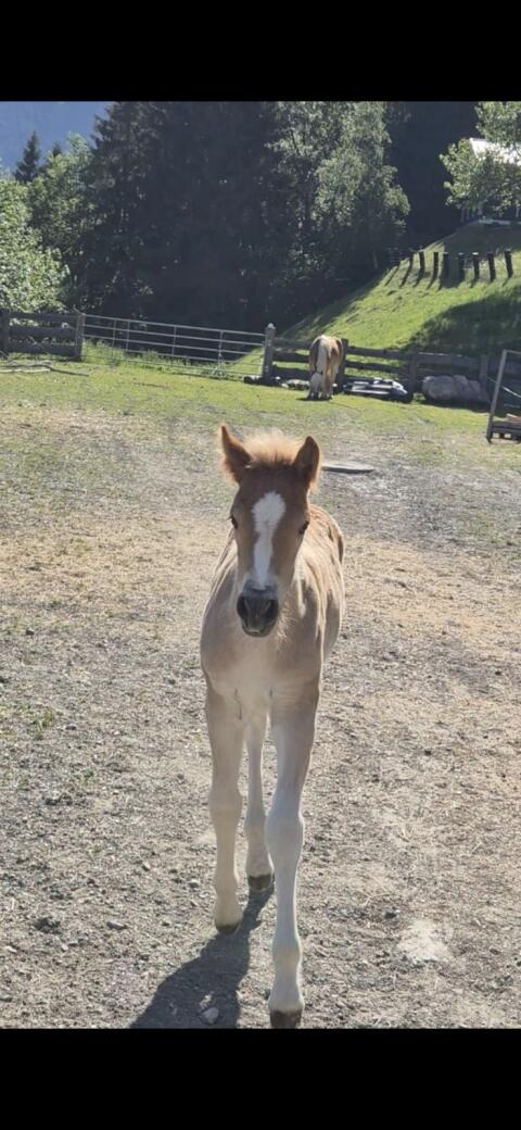 Scarlett-KE, Haflinger Stute