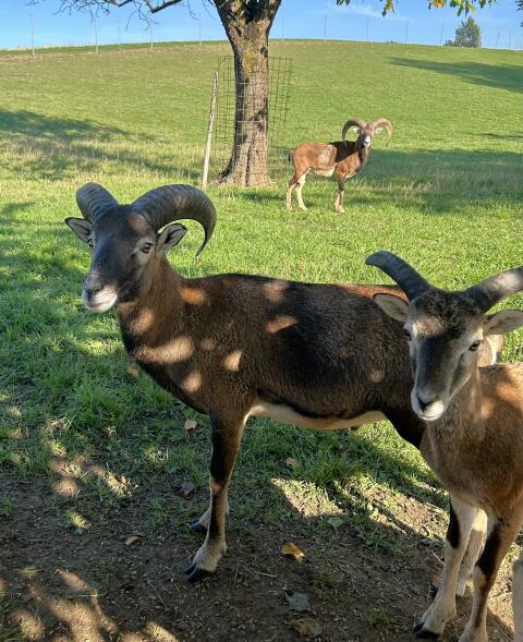 Muffelwild, Mufflon, Widder