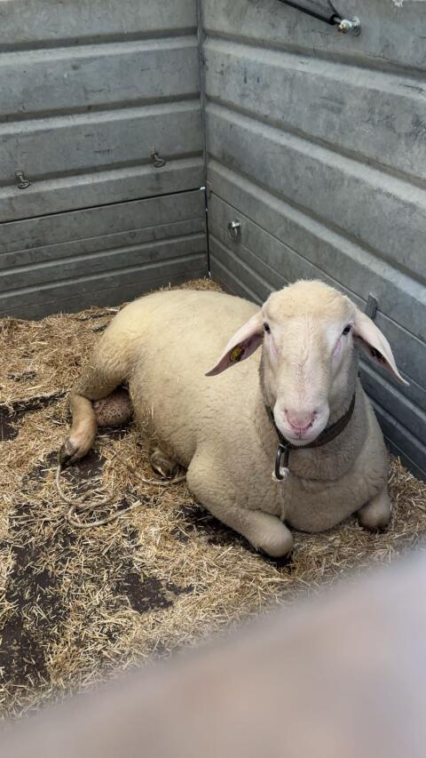 Merino-Widder