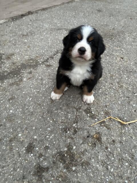 Berner Sennenhund Swissydog Welpen