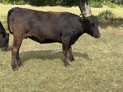 Bio-Wagyu-Kuh