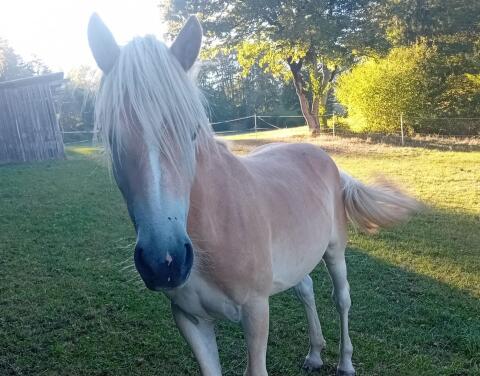 Diana vom Kiragrund, Haflinger Stute