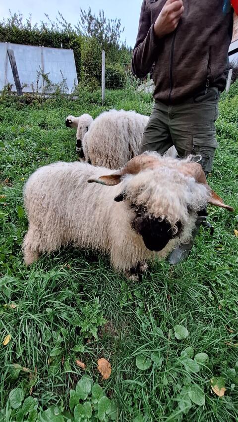 Walliser Schwarznasen Widder Bio HB