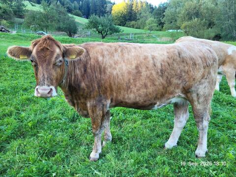 Trächtige Erstkalbinnen, belegt vom Angus-Stier