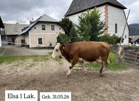 Bio Fleckvieh-Kuh