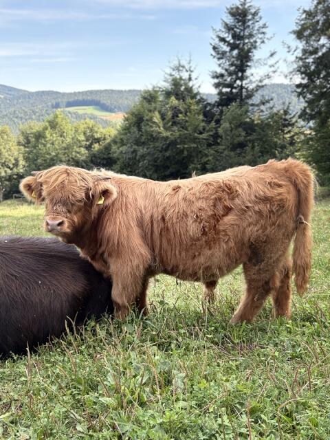 Hochlandrind-Stier, Bio