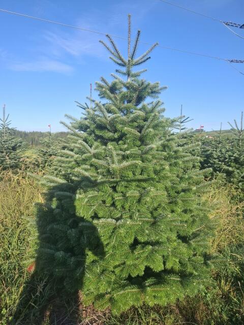 Christbäume