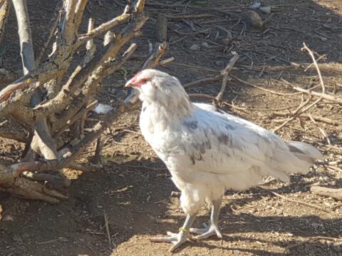 Junghahn Ameraucana x Amrock