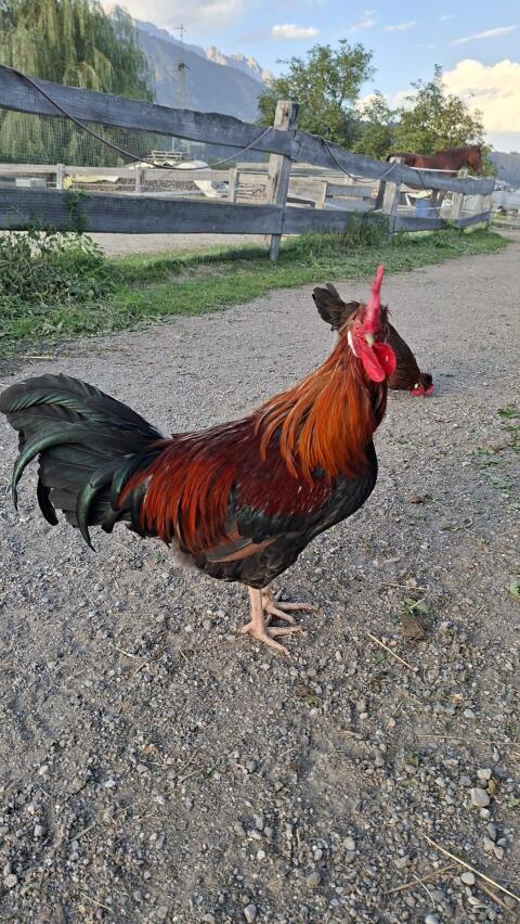 Hahn